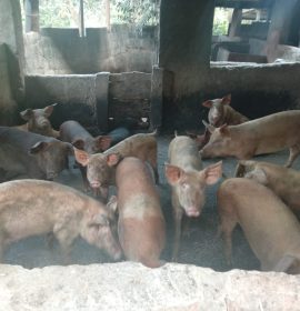 රශ්මි නිෂ්පාදන