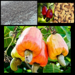 KESHALA CASHEW PRODUCTS
