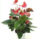 Minuli Plants Nursery Minuli Plants Nursery