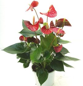 Minuli Plants Nursery
