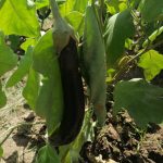 Simple life Agriculture and Bio Tech