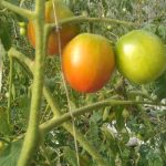 Simple life Agriculture and Bio Tech