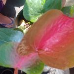 R.R.D. නදීකා ලක්මාලි