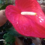 R.R.D. නදීකා ලක්මාලි