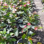 R.R.D. නදීකා ලක්මාලි