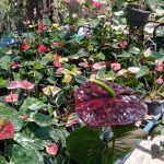 R.R.D. නදීකා ලක්මාලි