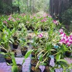 Orchid