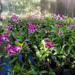 Orchid