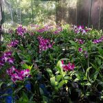 Orchid