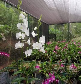 Orchid