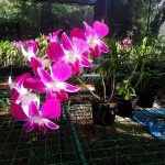 Orchid
