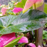 BIMANSA FLOWER NURSARY