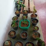 BIMANSA FLOWER NURSARY