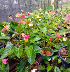 BIMANSA FLOWER NURSARY