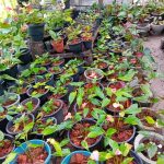 BIMANSA FLOWER NURSARY