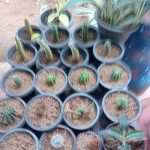 BIMANSA FLOWER NURSARY