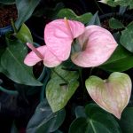 Rk Anthurium