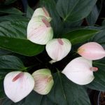Rk Anthurium