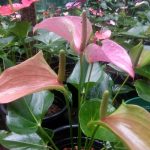 Rk Anthurium
