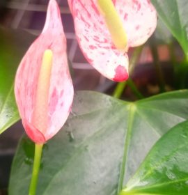 Rk Anthurium