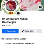 Rk Anthurium