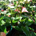 ඉරේෂා ඇන්තුරියම් වගාව