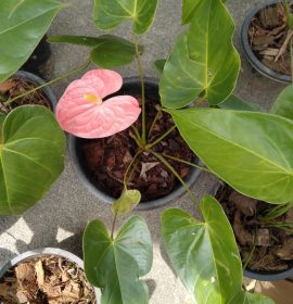 මල් හා පළතුරු