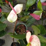 මල් හා පළතුරු