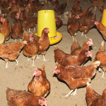 කැලිවැස්ස ෆාම්
