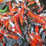 WASANA ORNAMENTAL FISH
