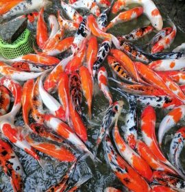 WASANA ORNAMENTAL FISH