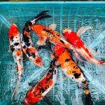 WASANA ORNAMENTAL FISH