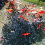 WASANA ORNAMENTAL FISH