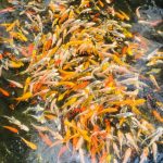 WASANA ORNAMENTAL FISH