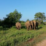 Premadasa Safari Udawalawa