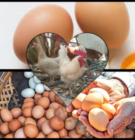 සිංහ ෆාම් හවුස්